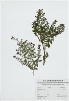 藏品(雪茄花)的圖片